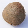 Astarte sp.