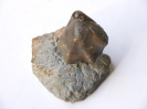 Brachiopode Morrisithyris sp.