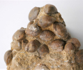 Brachiopoden Unter-Bathonium