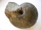Cenoceras sp.