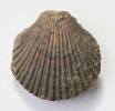 Chlamys textoria