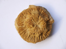 Coenotheka zolleriana