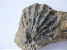 Ctenostreon pechiniforme