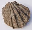 Ctenostreon rugosum