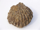 Ctenostreon rugosum