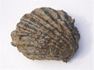 Ctenostreon rugosum