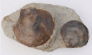 Entolium corneolum