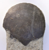 Entolium demissum