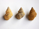 Eucycloscala praetor