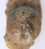 Galeropygus sp.