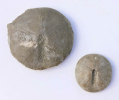 Galeropygus sublaevis