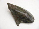Gervillia pernoides