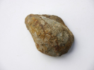 Gryphaea sublobata