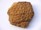Koralle Complexastrea zolleriana