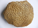 Koralle Isastrea cf. propinqua
