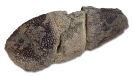Krebsrest von Glyphea sp.
