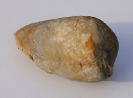 Lamellibrancliiata desmodonta