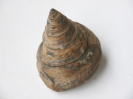 Leptomaria punctata