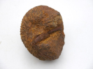 Macrocephalites rotundus mit Knochenfragment