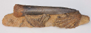 Megateuthis elliptica mit Ctenostreon