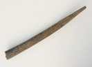 Megateuthis gigantea