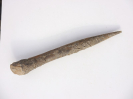 Megateuthis gigantea