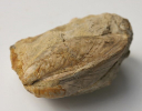 Modiolus bipartitus