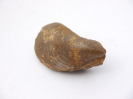 Modiolus bipartitus