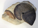 Modiolus bipartitus und Staufenia staufenis