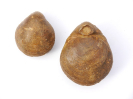 Monsardithyris ventricosa