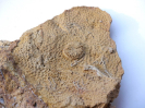 Montlivaltia sp. auf Collignonastrea