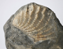Myophorella clavellata