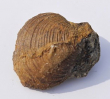 Nicaniella sp.