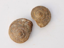 Obornella granulata