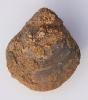 Ornitella subbucculenta