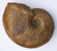 Paracenoceras calloviense