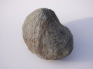 Pholadomya lirata