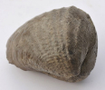 Pholadomya murchisoni