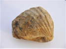 Pholadomya sp.