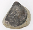 Plagiostoma cf. semicircularis
