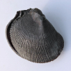 Plagiostoma sp.