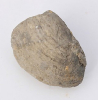 Pleuromya donicata