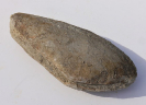 Pleuromya uniformis
