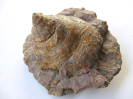 Pleurotomaria proteus