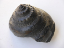 Pleurotomaria proteus
