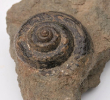 Pleurotomaria rotundata