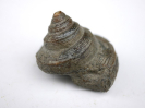 Bathrotomaria scrobinula