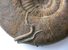 Pomatoceros lumbricalis