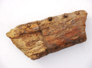 Proexochokefalos cf. heberti