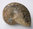 Pseudaganides aperturatus